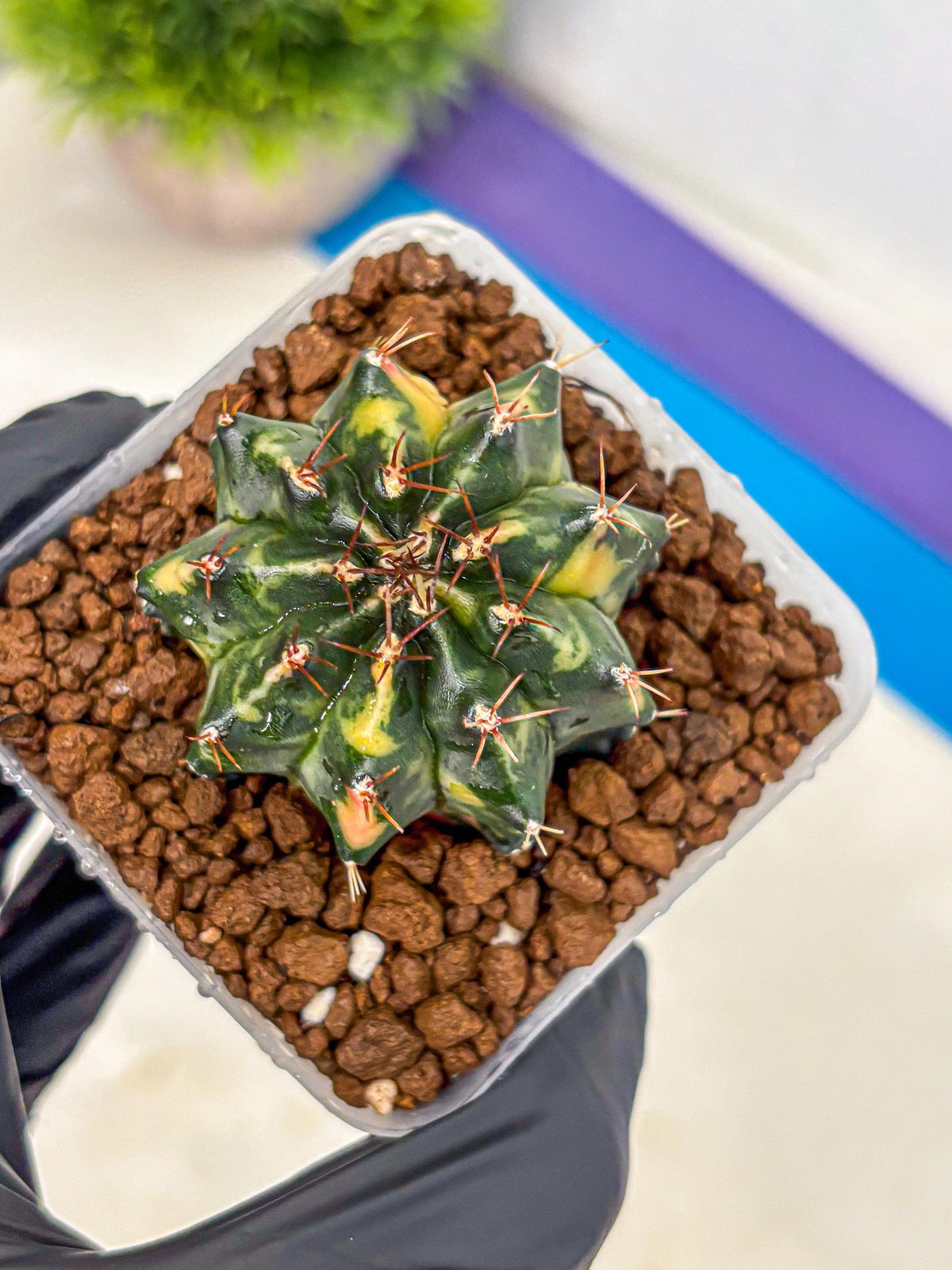 Gymnocalycium Pearl Andaman (gy17) (1) | Collector’s Edition