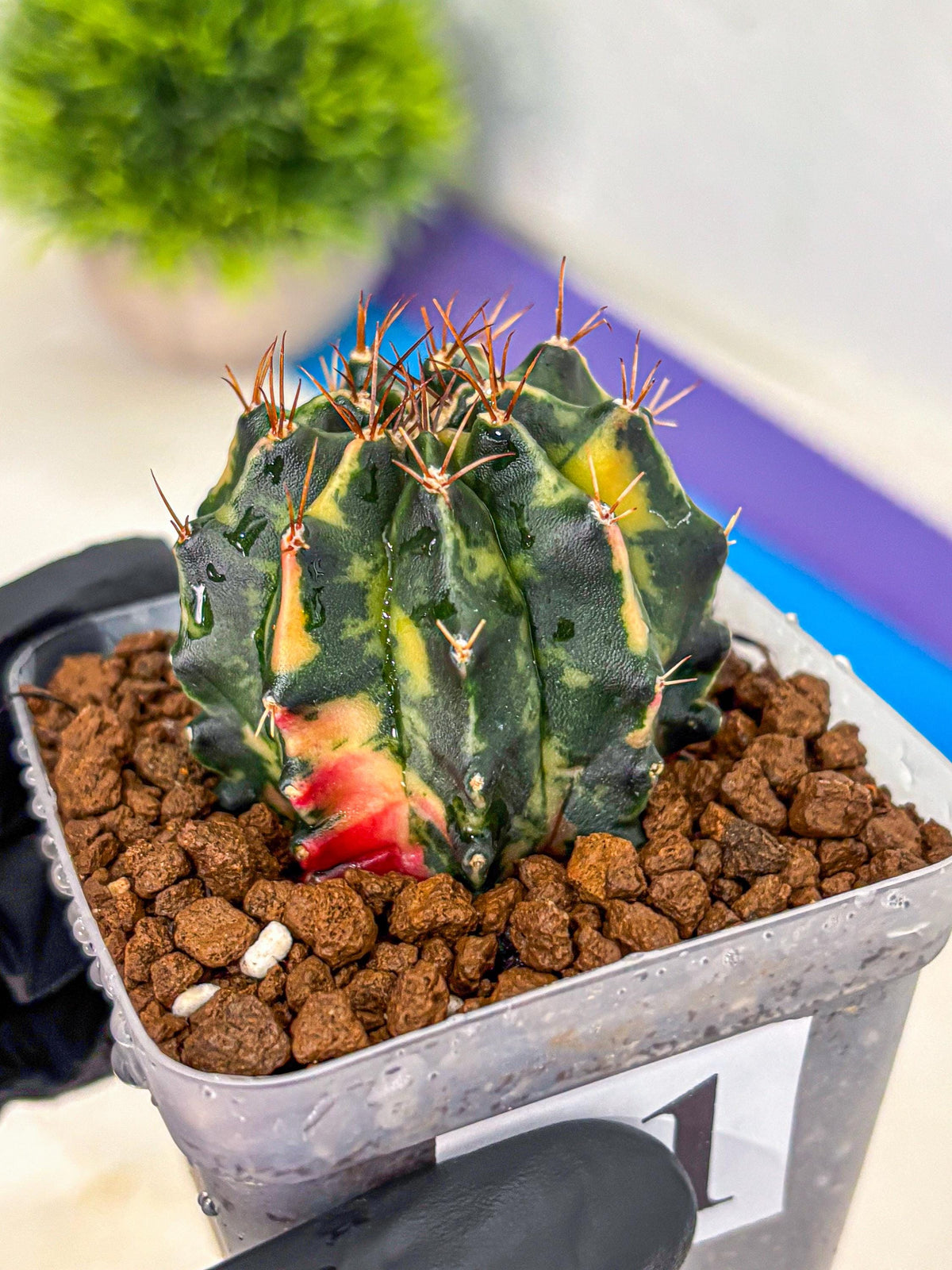 Gymnocalycium Pearl Andaman (gy17) (1) | Collector’s Edition