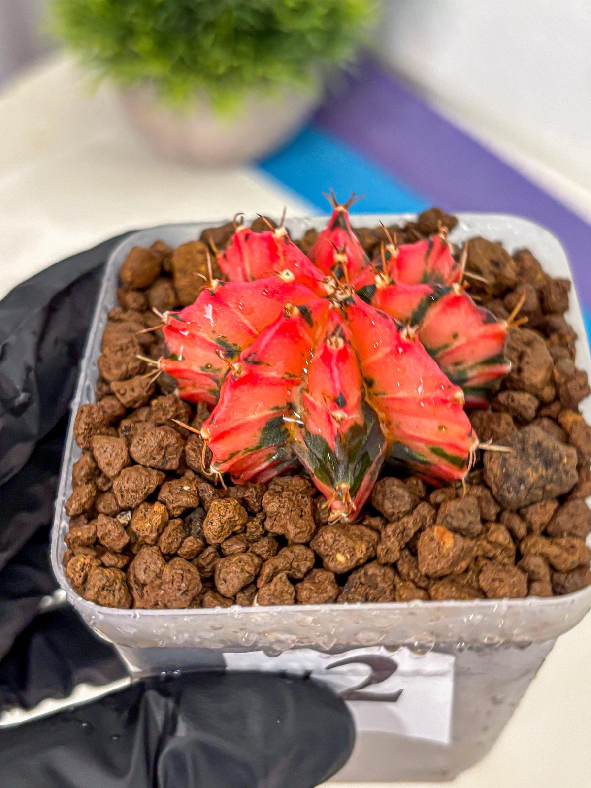 Gymnocalycium Mexican Cherry (gy17) (2) | Special Hybrid cactus