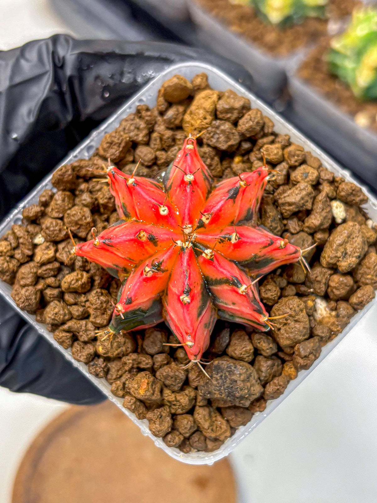 Gymnocalycium Mexican Cherry (gy17) (2) | Special Hybrid cactus