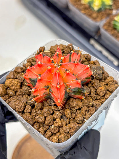 Gymnocalycium Mexican Cherry (gy17) (2) | Special Hybrid cactus