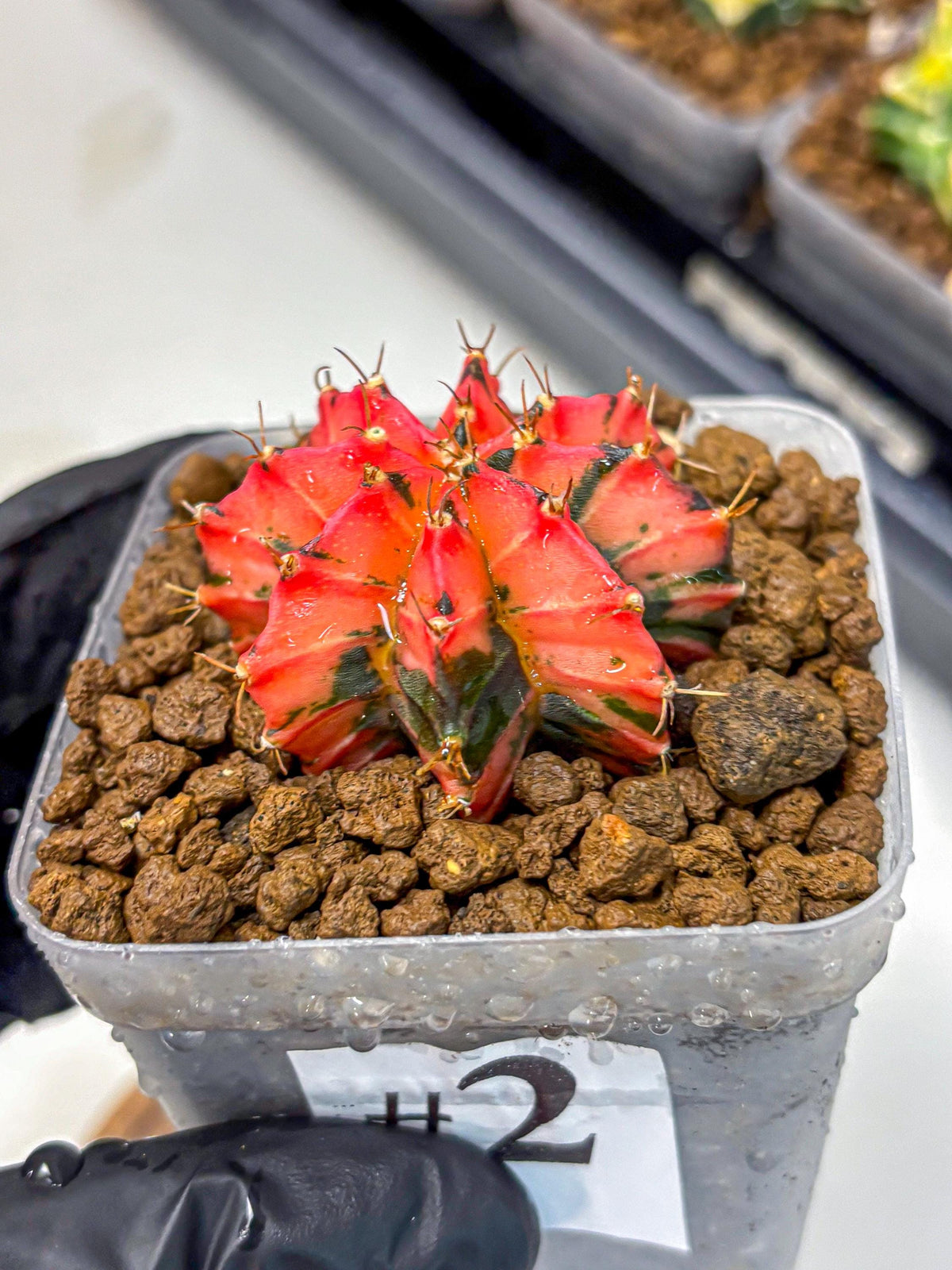 Gymnocalycium Mexican Cherry (gy17) (2) | Special Hybrid cactus