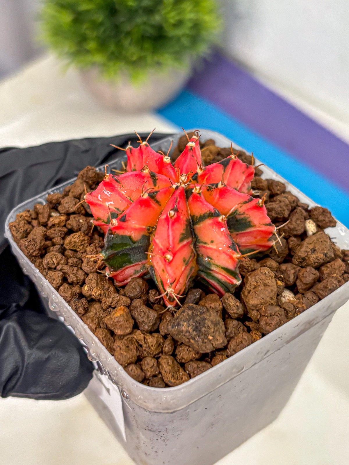 Gymnocalycium Mexican Cherry (gy17) (2) | Special Hybrid cactus