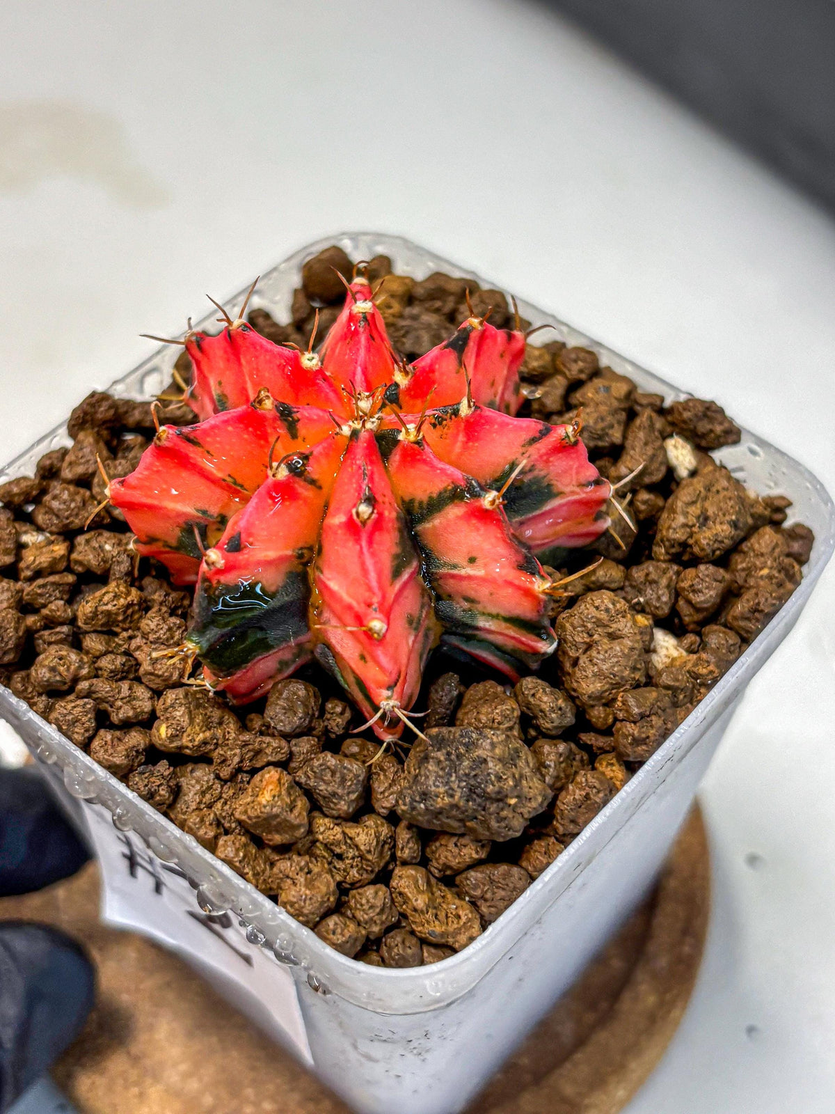 Gymnocalycium Mexican Cherry (gy17) (2) | Special Hybrid cactus