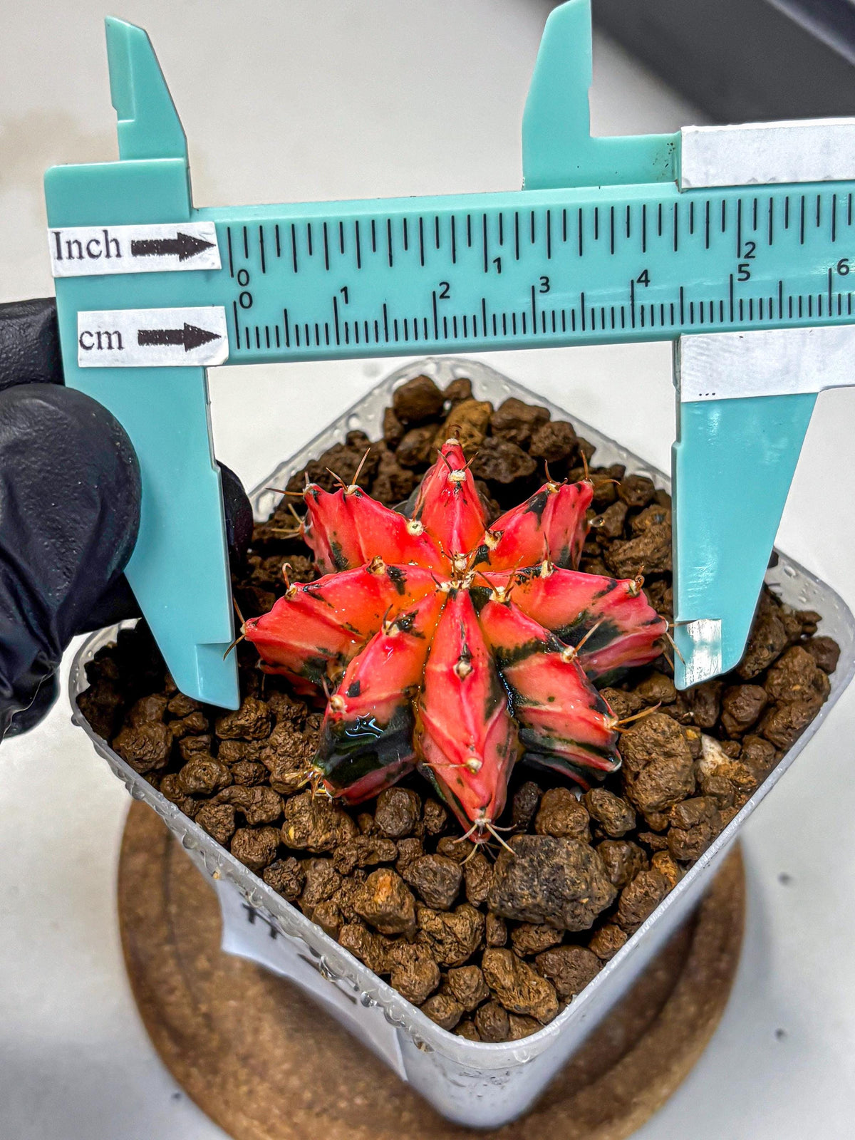 Gymnocalycium Mexican Cherry (gy17) (2) | Special Hybrid cactus