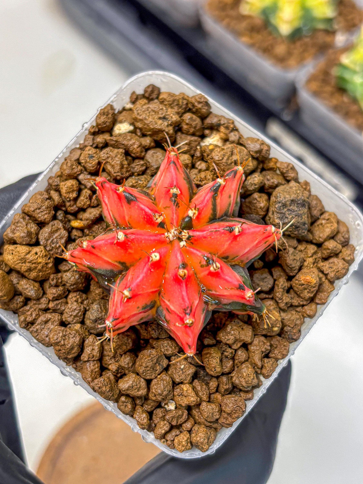 Gymnocalycium Mexican Cherry (gy17) (2) | Special Hybrid cactus