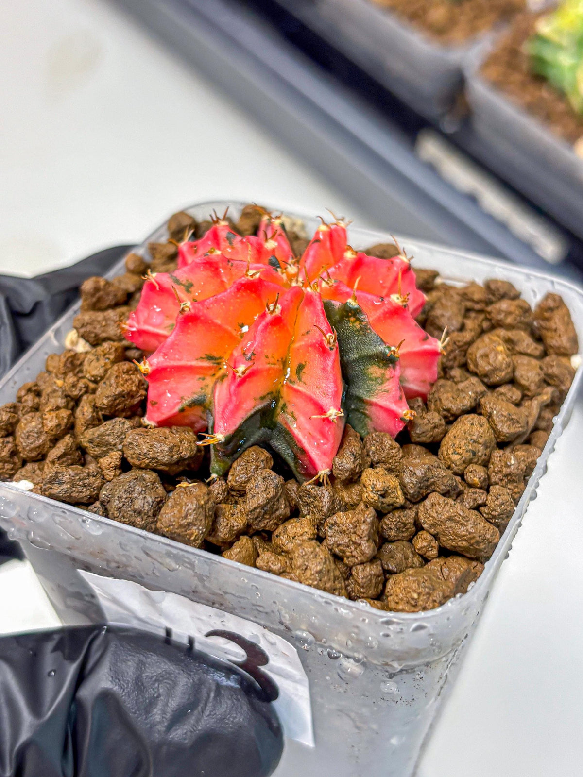 Gymnocalycium Mexican Cherry (gy17) (3) | Special Hybrid cactus
