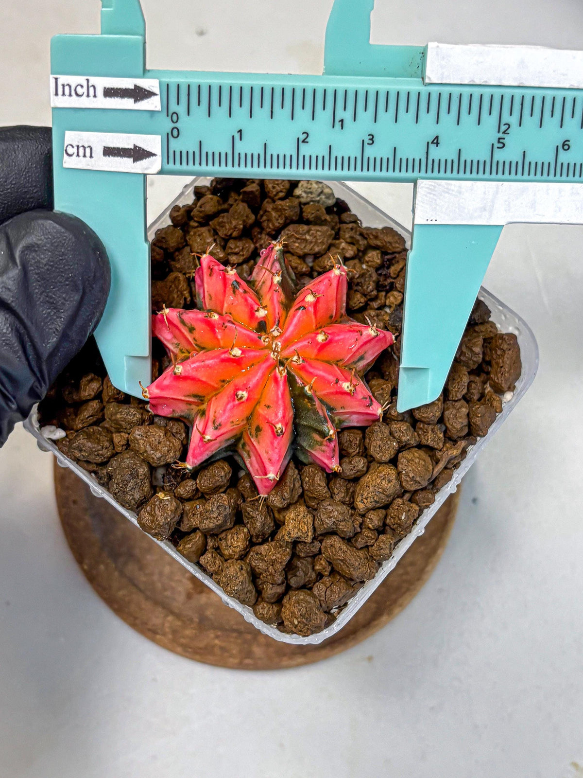 Gymnocalycium Mexican Cherry (gy17) (3) | Special Hybrid cactus