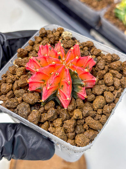 Gymnocalycium Mexican Cherry (gy17) (3) | Special Hybrid cactus