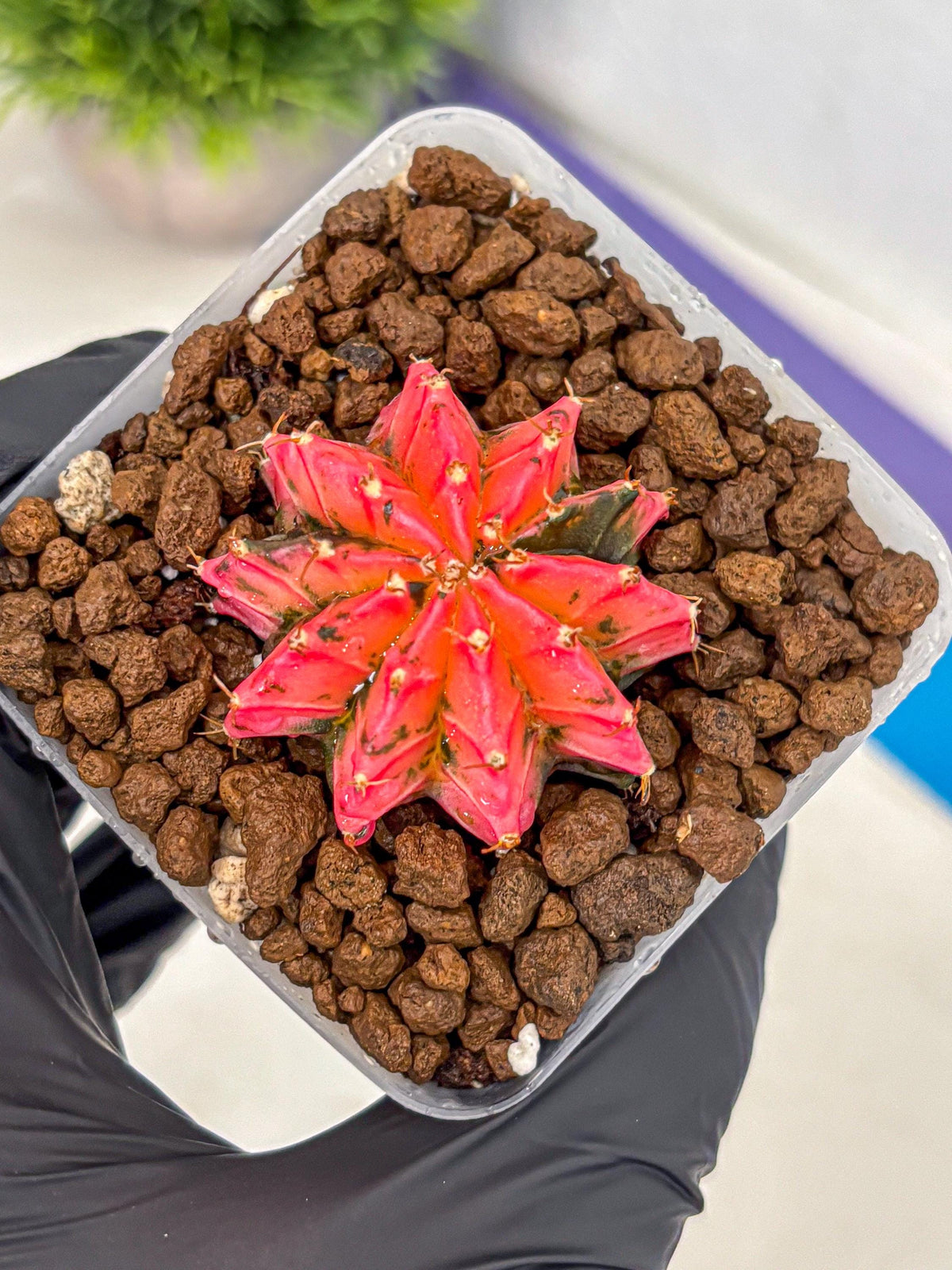 Gymnocalycium Mexican Cherry (gy17) (3) | Special Hybrid cactus