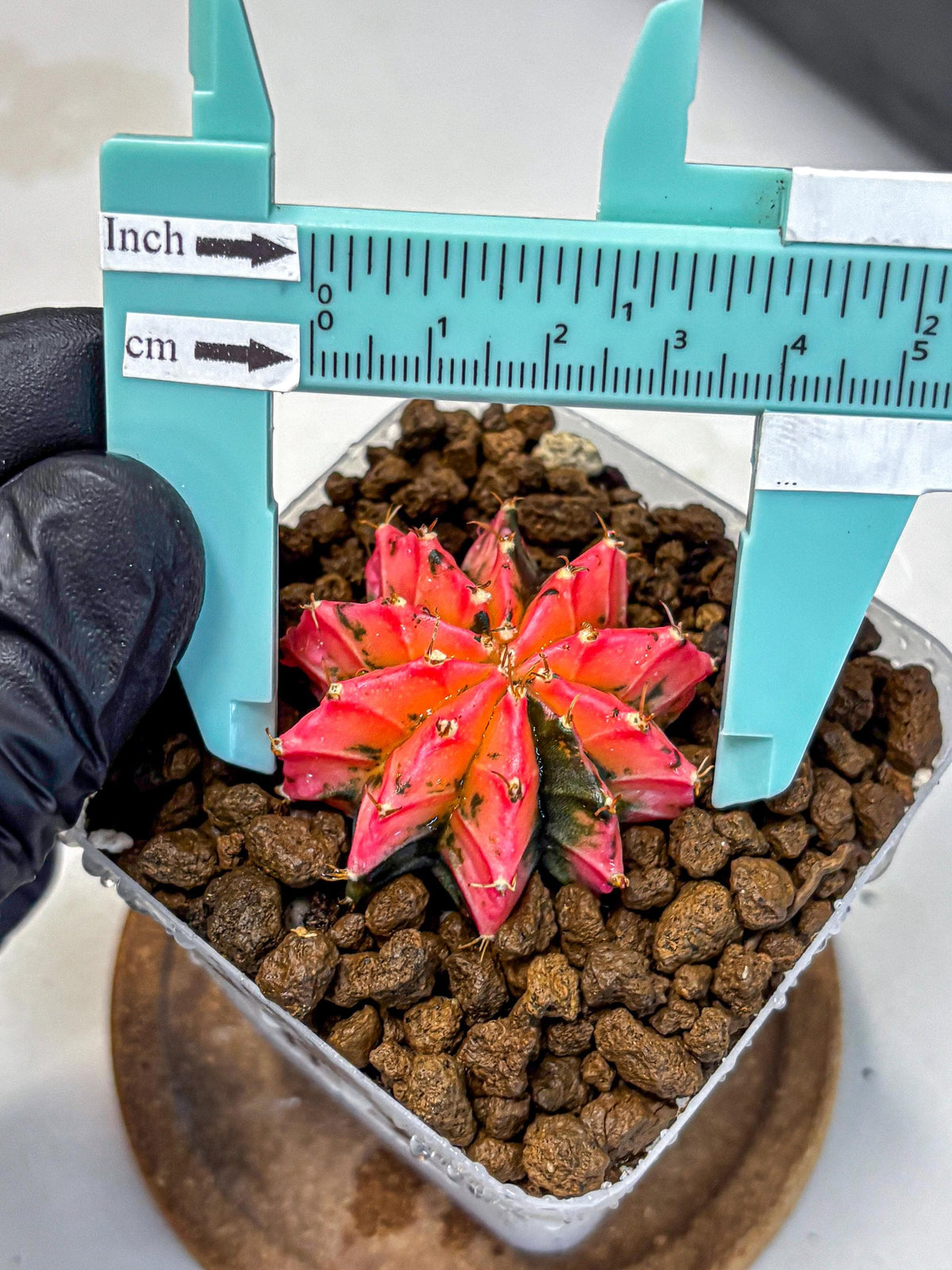 Gymnocalycium Mexican Cherry (gy17) (3) | Special Hybrid cactus