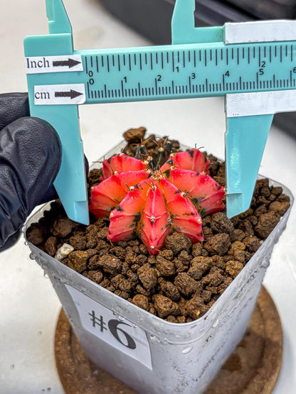 Gymnocalycium Mexican Cherry (gy17) (6) | Special Hybrid cactus