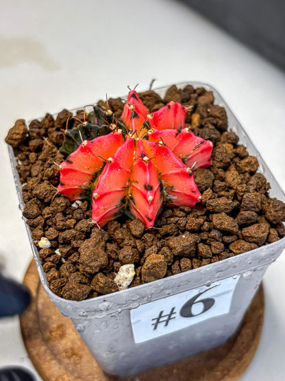 Gymnocalycium Mexican Cherry (gy17) (6) | Special Hybrid cactus