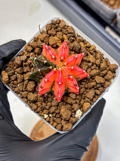 Gymnocalycium Mexican Cherry (gy17) (6) | Special Hybrid cactus