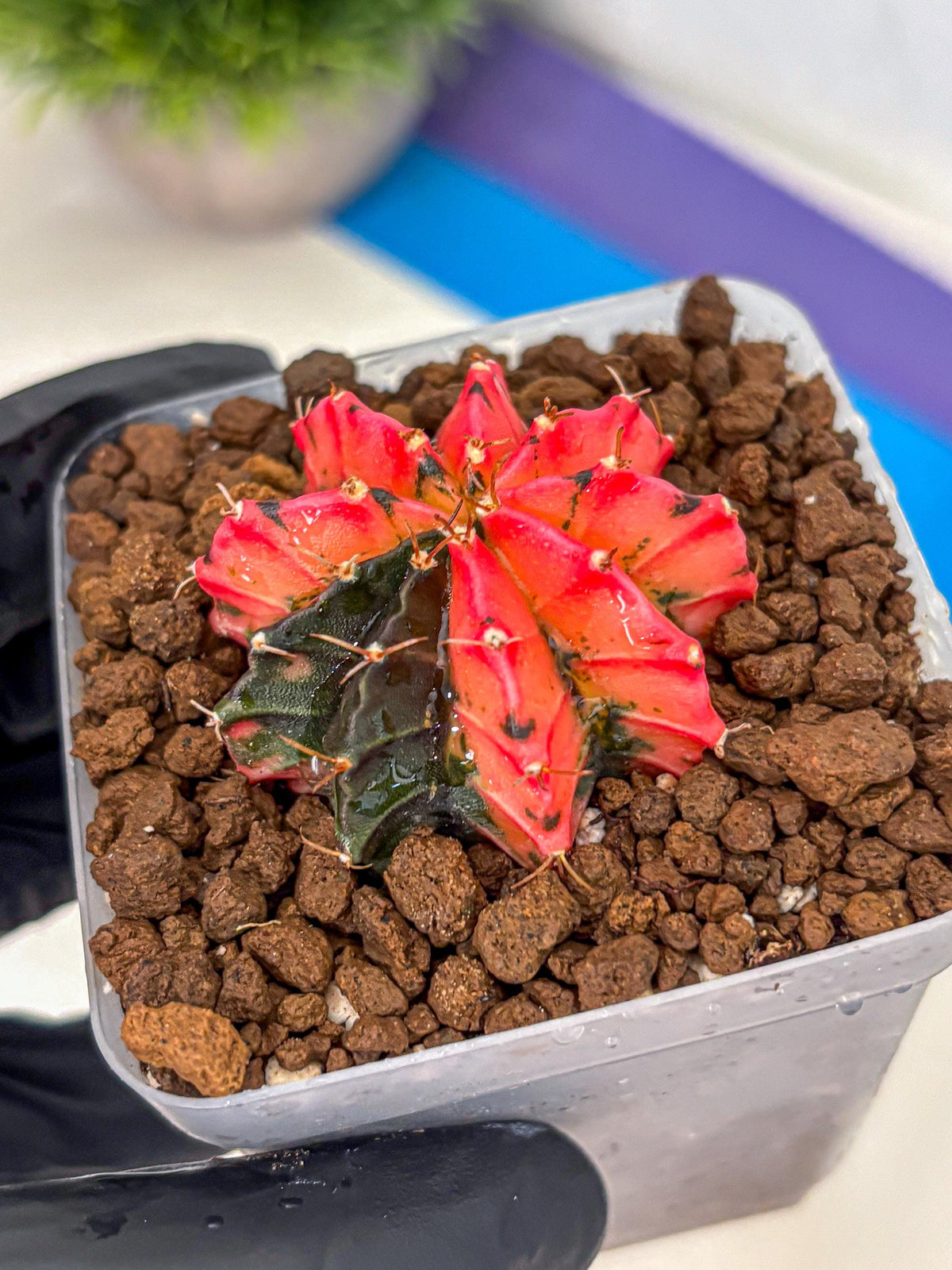 Gymnocalycium Mexican Cherry (gy17) (6) | Special Hybrid cactus