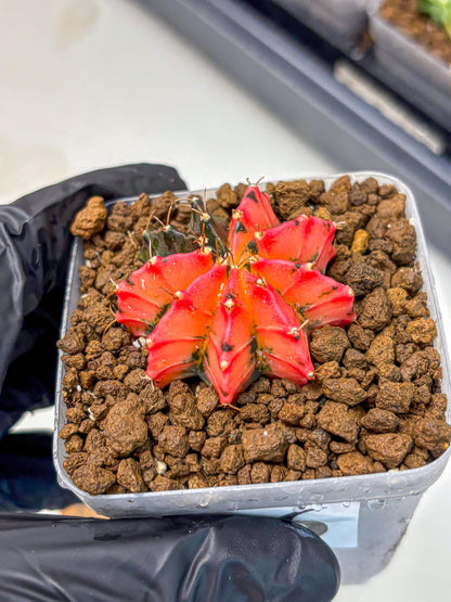 Gymnocalycium Mexican Cherry (gy17) (6) | Special Hybrid cactus