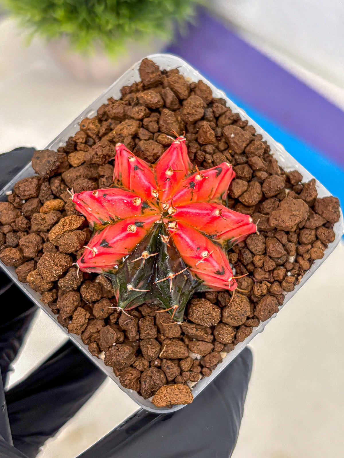 Gymnocalycium Mexican Cherry (gy17) (6) | Special Hybrid cactus