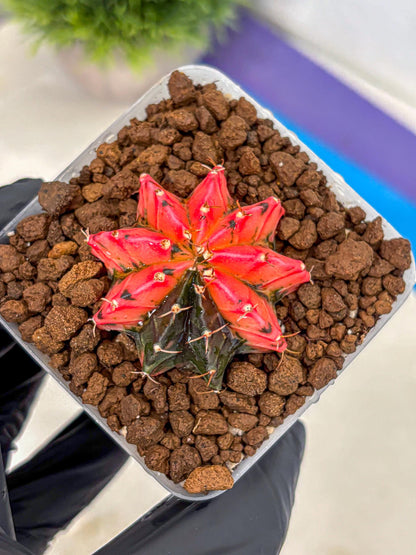 Gymnocalycium Mexican Cherry (gy17) (6) | Special Hybrid cactus