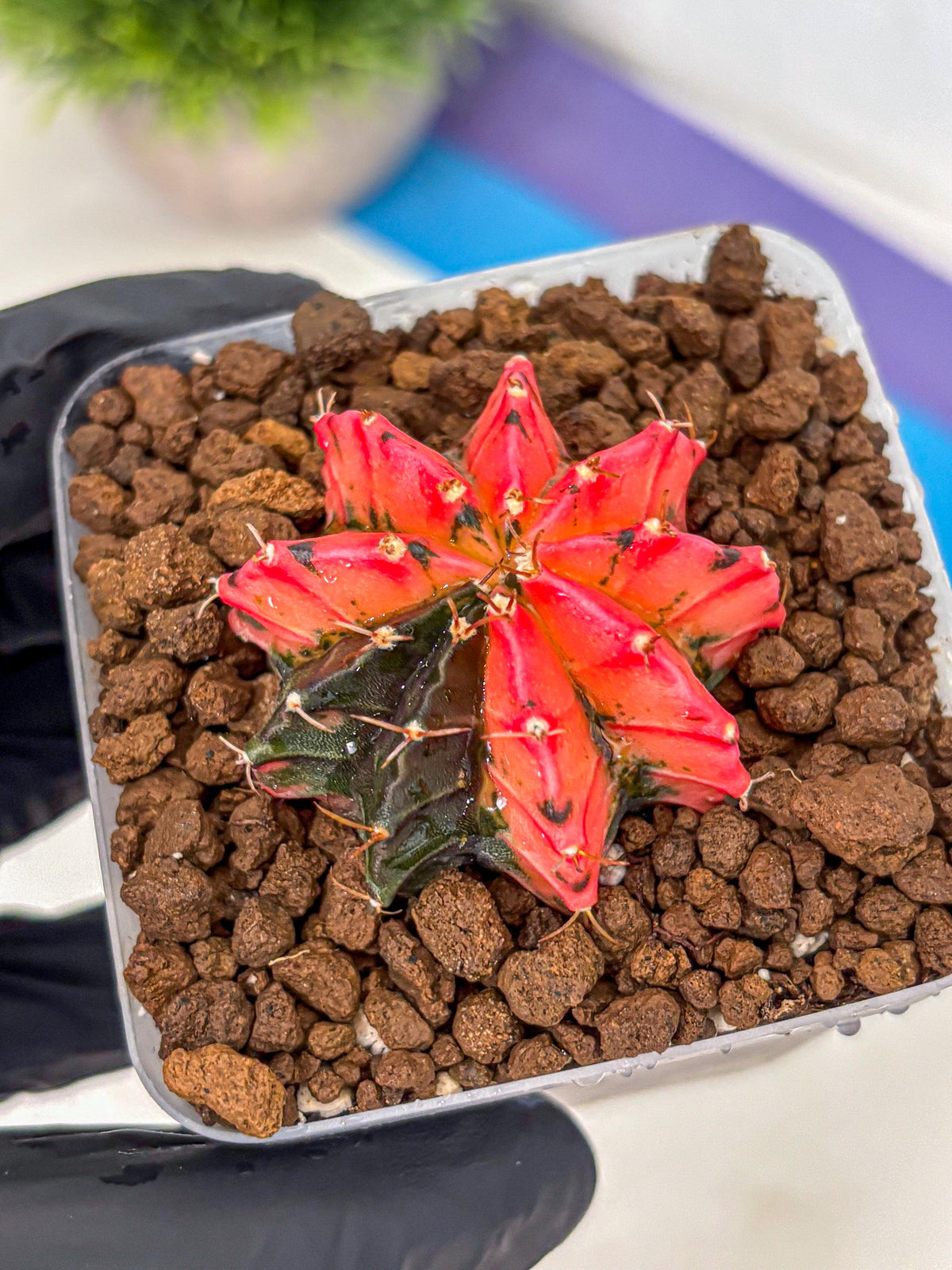 Gymnocalycium Mexican Cherry (gy17) (6) | Special Hybrid cactus