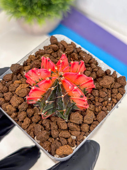 Gymnocalycium Mexican Cherry (gy17) (6) | Special Hybrid cactus