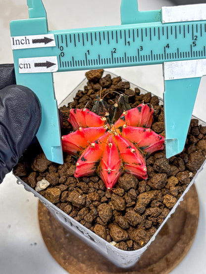 Gymnocalycium Mexican Cherry (gy17) (6) | Special Hybrid cactus