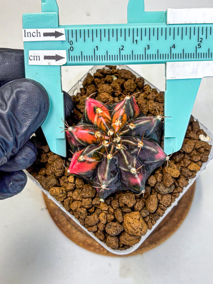 Gymnocalycium Black Pearl (gy17) (7) | Rare Hybrids