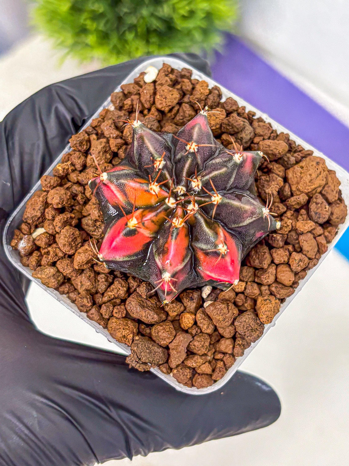 Gymnocalycium Black Pearl (gy17) (7) | Rare Hybrids
