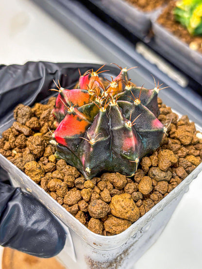 Gymnocalycium Black Pearl (gy17) (7) | Rare Hybrids