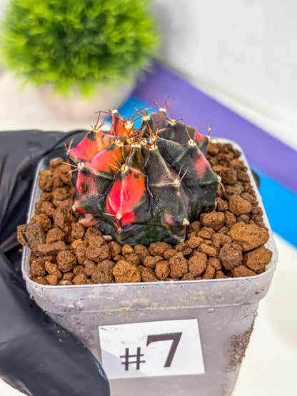 Gymnocalycium Black Pearl (gy17) (7) | Rare Hybrids