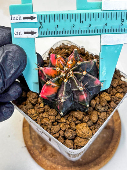 Gymnocalycium Black Pearl (gy17) (7) | Rare Hybrids