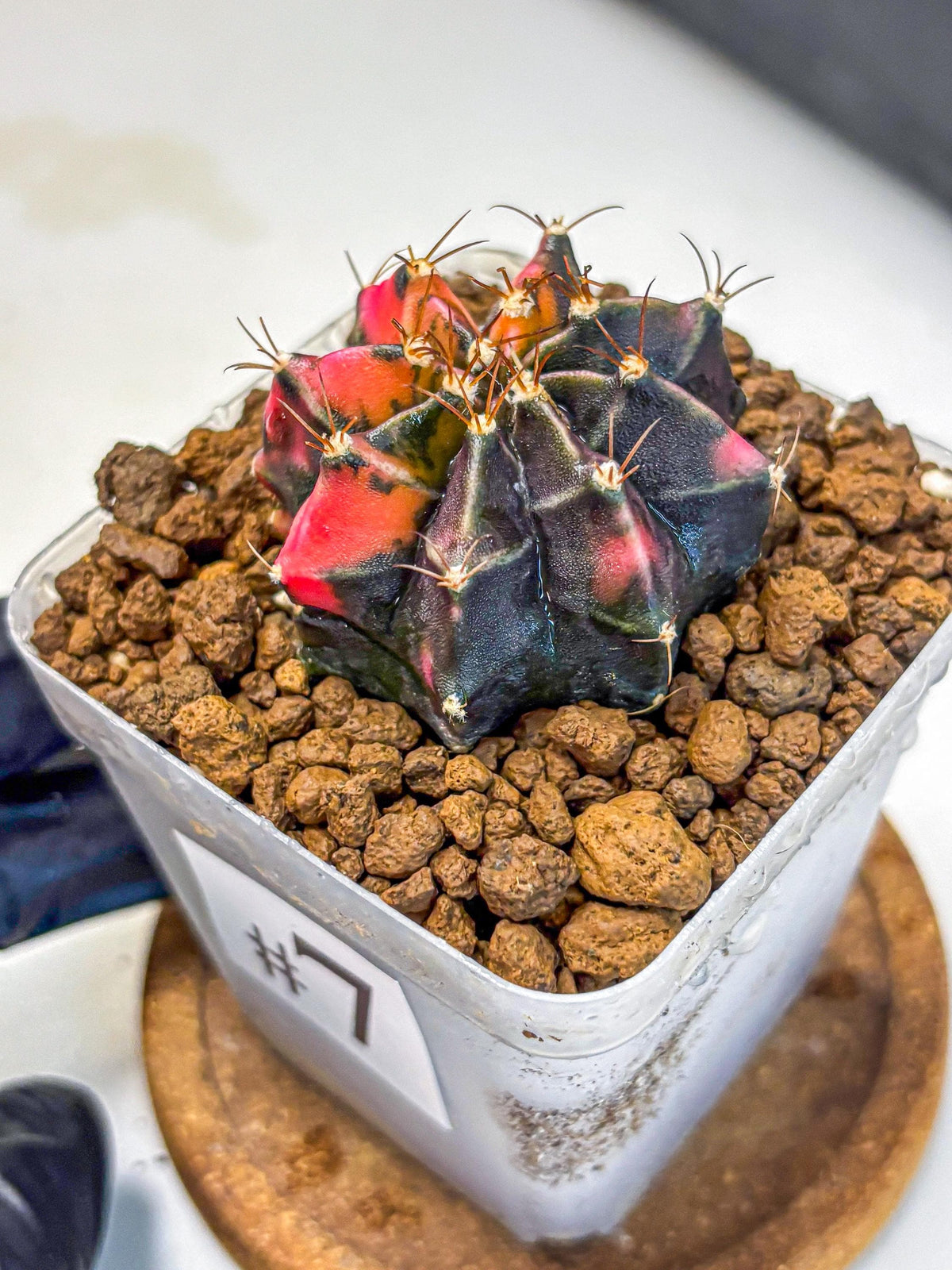 Gymnocalycium Black Pearl (gy17) (7) | Rare Hybrids