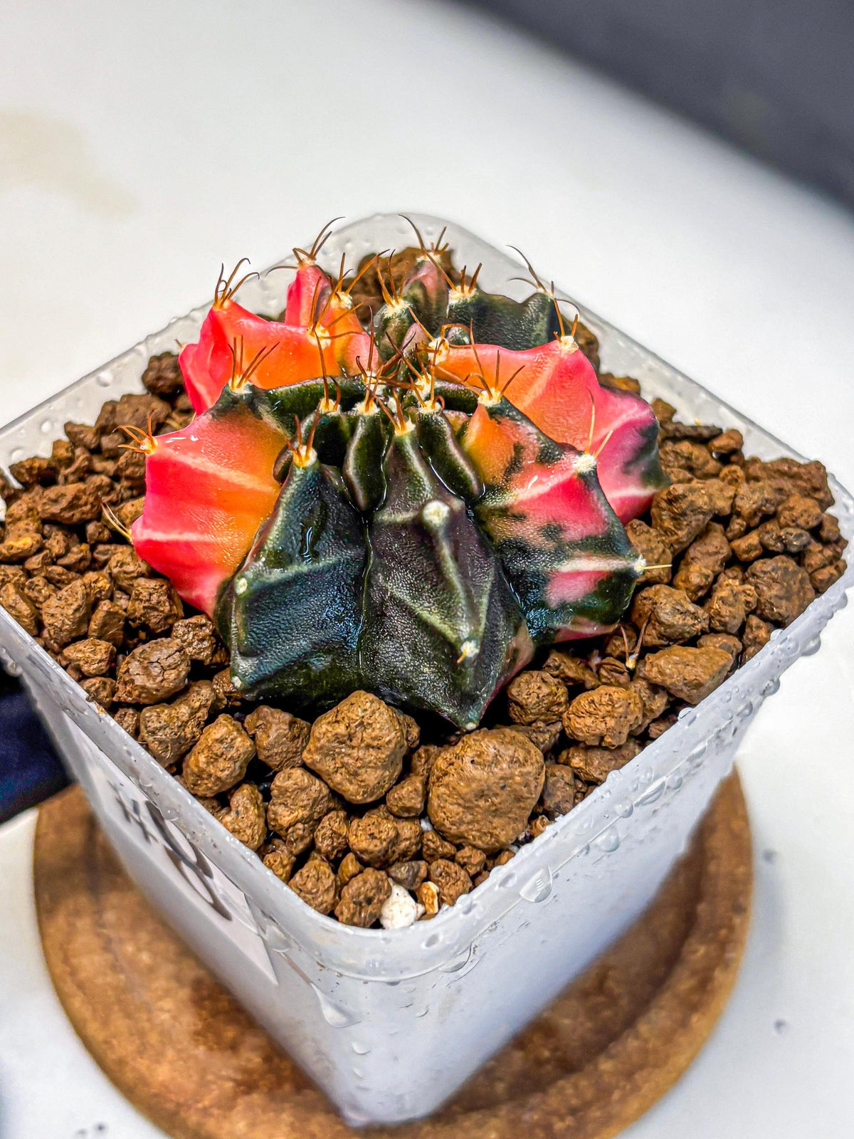 Gymnocalycium Black Pearl (gy17) (8) | Rare Hybrids