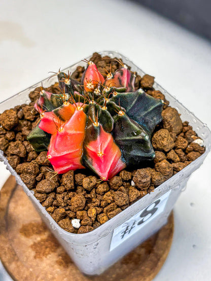 Gymnocalycium Black Pearl (gy17) (8) | Rare Hybrids