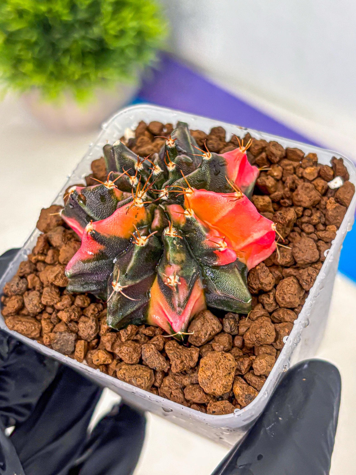 Gymnocalycium Black Pearl (gy17) (8) | Rare Hybrids