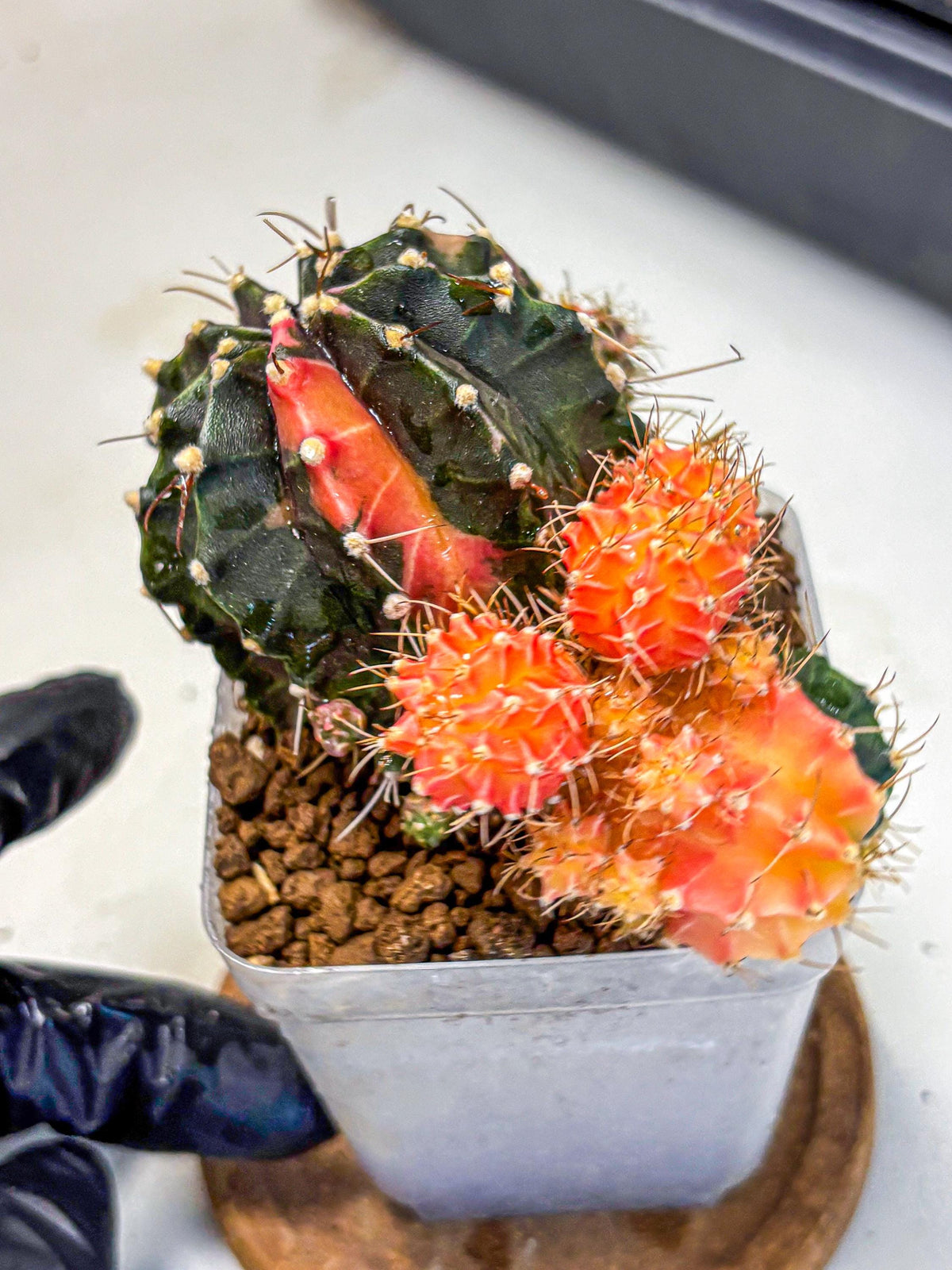 Gymnocalycium Emerald (gy17) (12) | Special Hybrid cactus