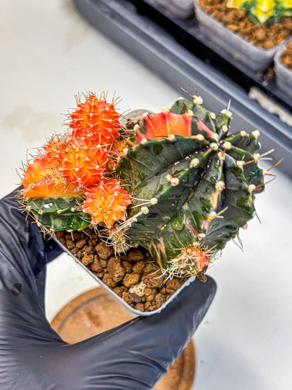 Gymnocalycium Emerald (gy17) (12) | Special Hybrid cactus