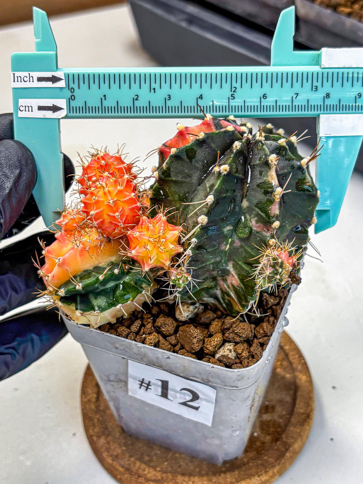 Gymnocalycium Emerald (gy17) (12) | Special Hybrid cactus