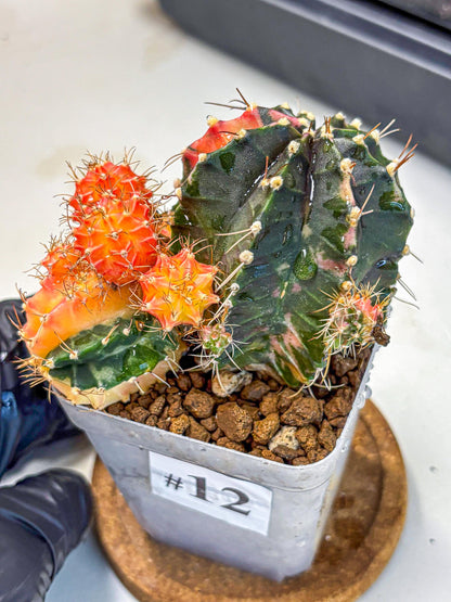 Gymnocalycium Emerald (gy17) (12) | Special Hybrid cactus