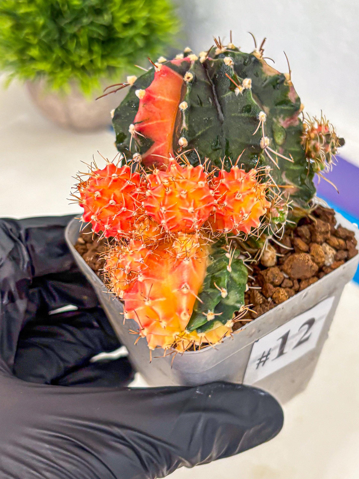 Gymnocalycium Emerald (gy17) (12) | Special Hybrid cactus