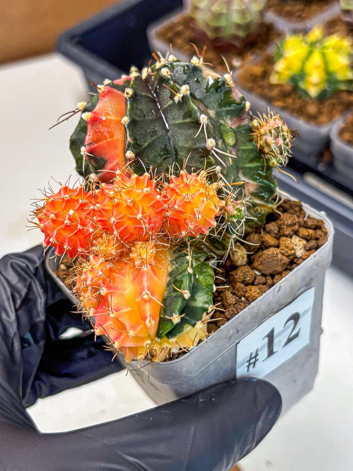 Gymnocalycium Emerald (gy17) (12) | Special Hybrid cactus