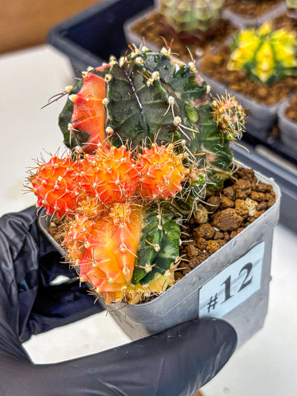 Gymnocalycium Emerald (gy17) (12) | Special Hybrid cactus