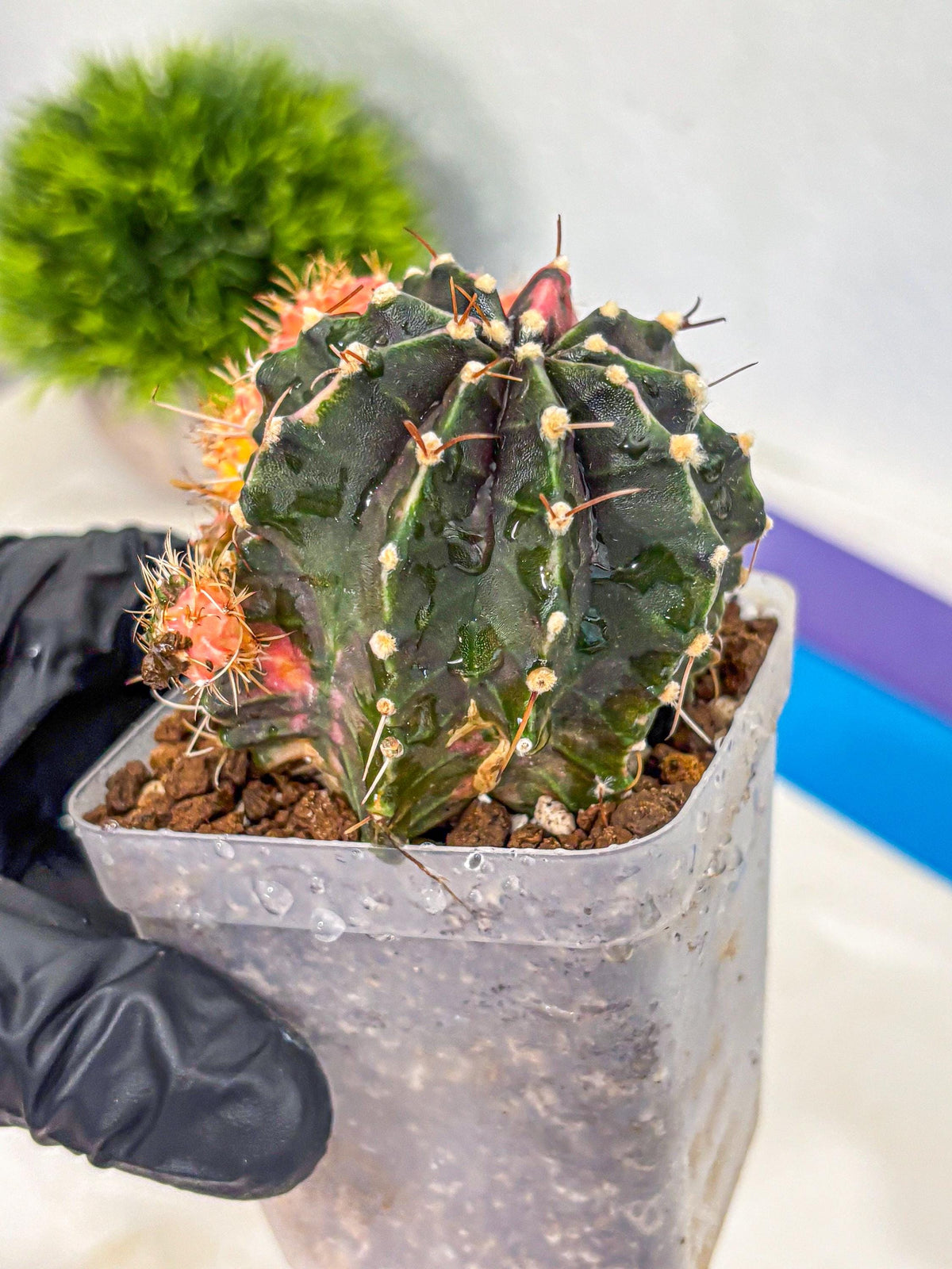 Gymnocalycium Emerald (gy17) (12) | Special Hybrid cactus