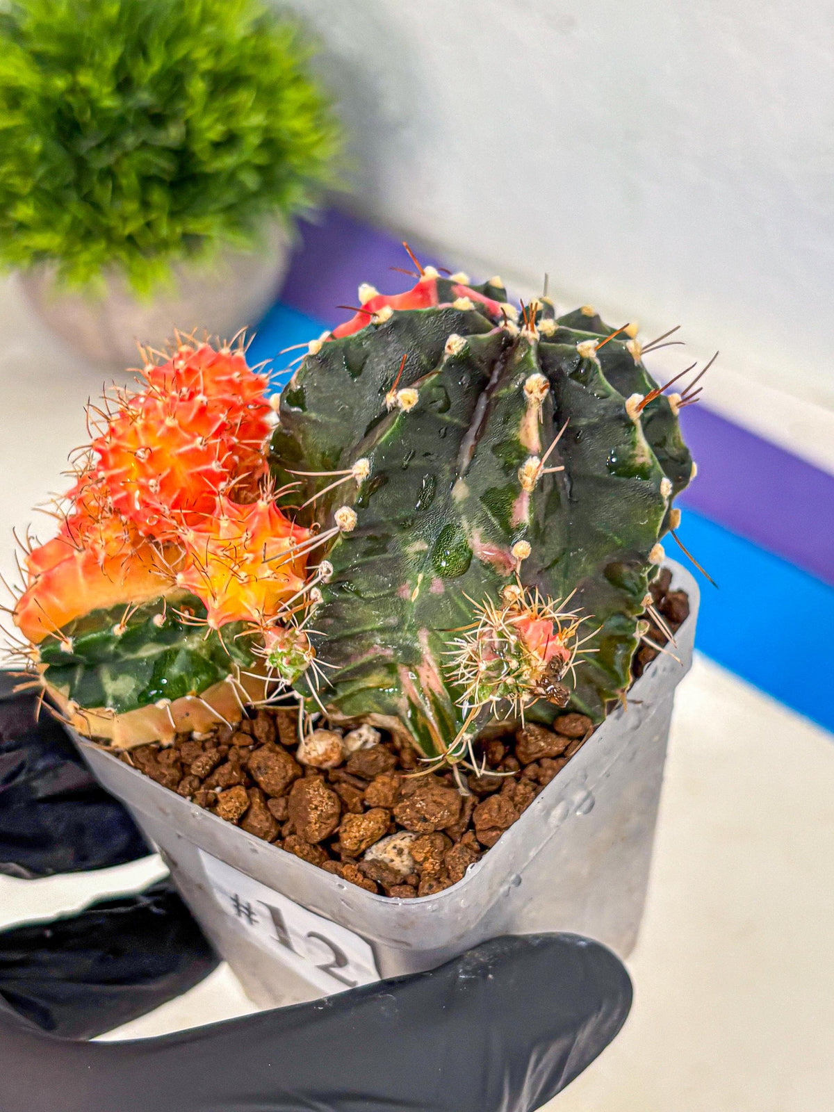 Gymnocalycium Emerald (gy17) (12) | Special Hybrid cactus
