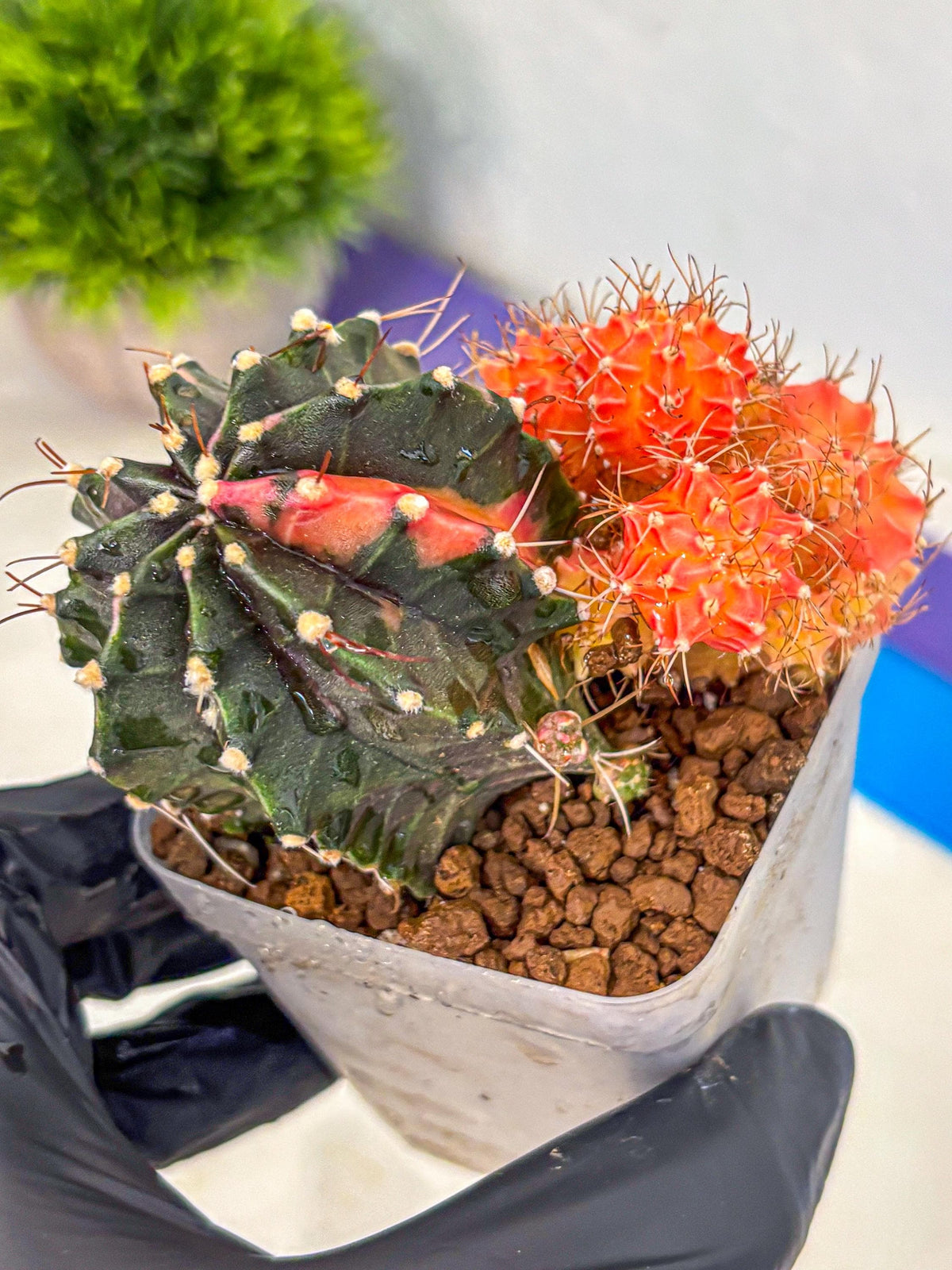 Gymnocalycium Emerald (gy17) (12) | Special Hybrid cactus