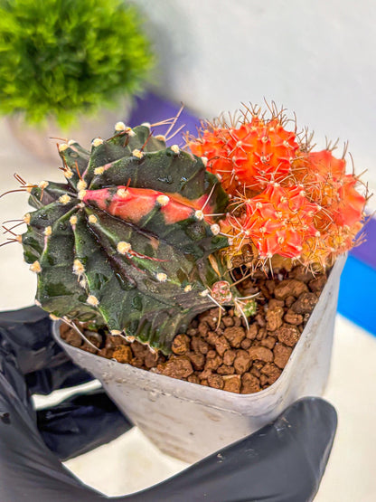 Gymnocalycium Emerald (gy17) (12) | Special Hybrid cactus