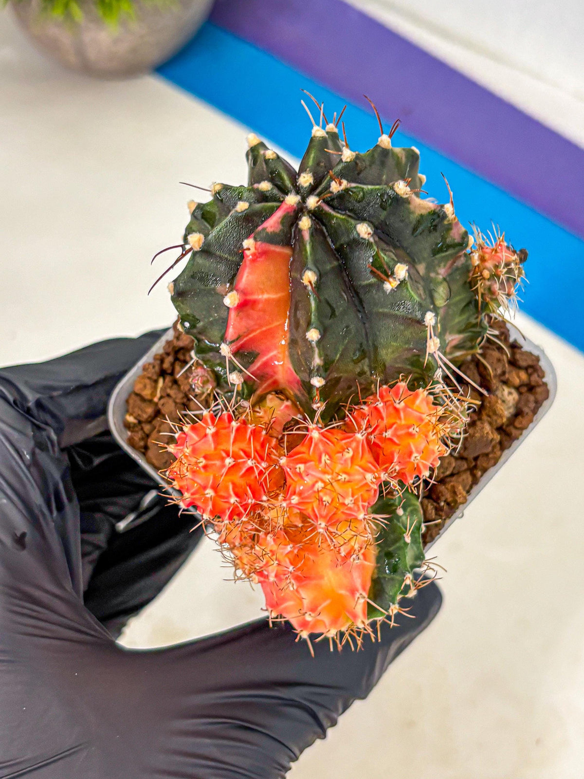 Gymnocalycium Emerald (gy17) (12) | Special Hybrid cactus