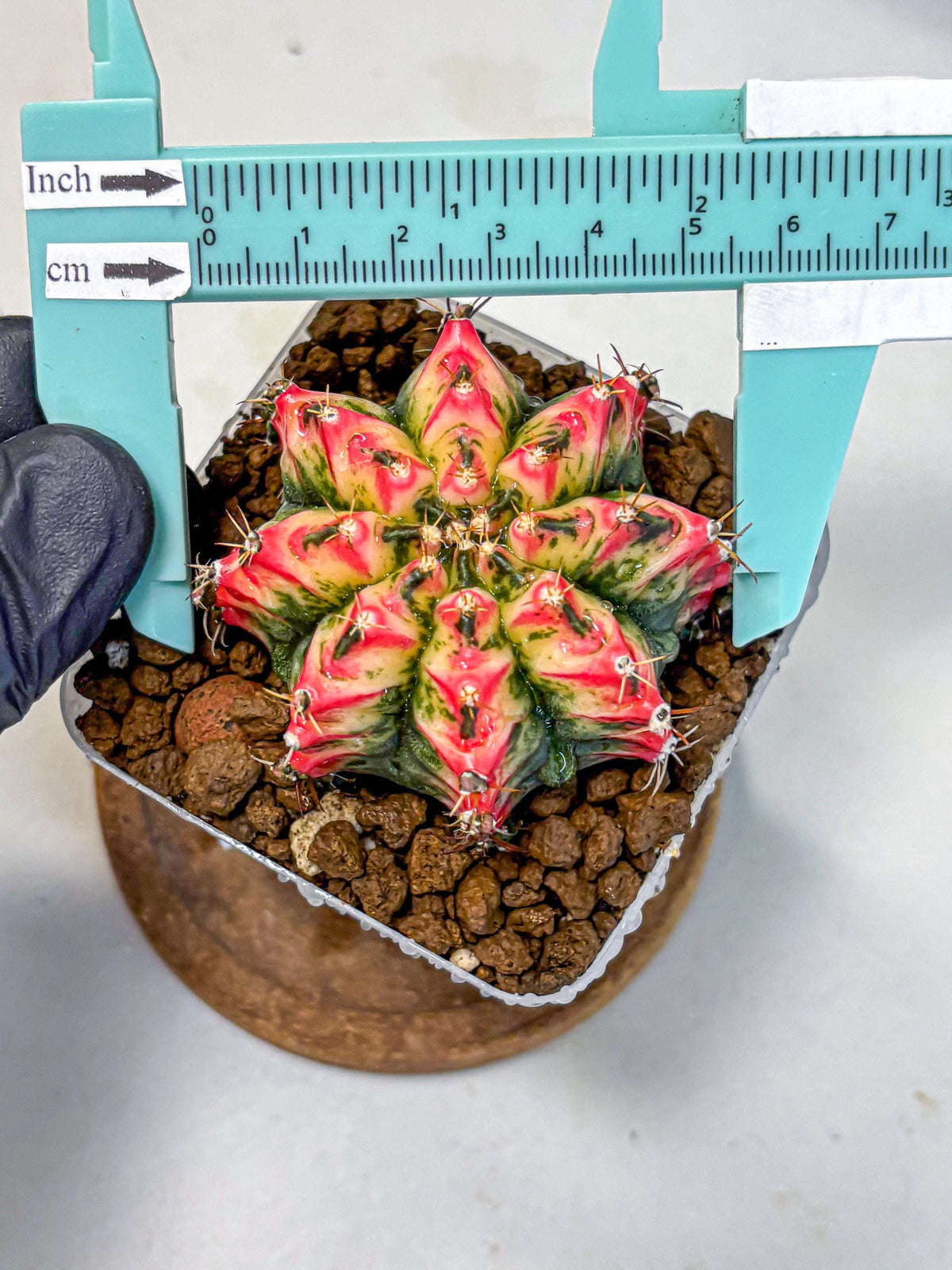 Gymnocalycium Multicolor (gy17) (13) | Special Hybrid cactus