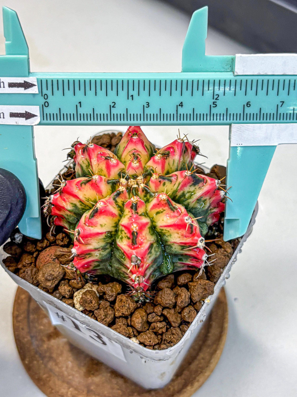 Gymnocalycium Multicolor (gy17) (13) | Special Hybrid cactus