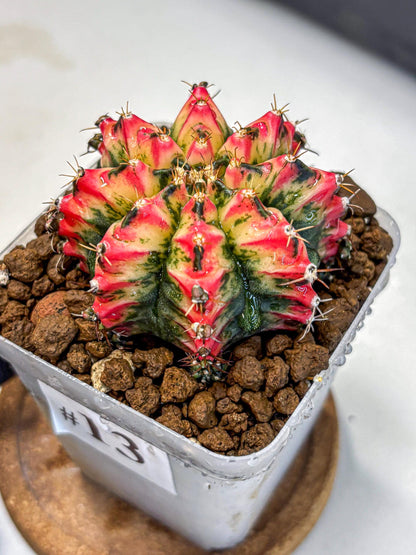Gymnocalycium Multicolor (gy17) (13) | Special Hybrid cactus
