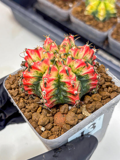 Gymnocalycium Multicolor (gy17) (13) | Special Hybrid cactus